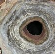 Polished, Cambrian Stromatolite (Conophyton) - Australia #92879-1